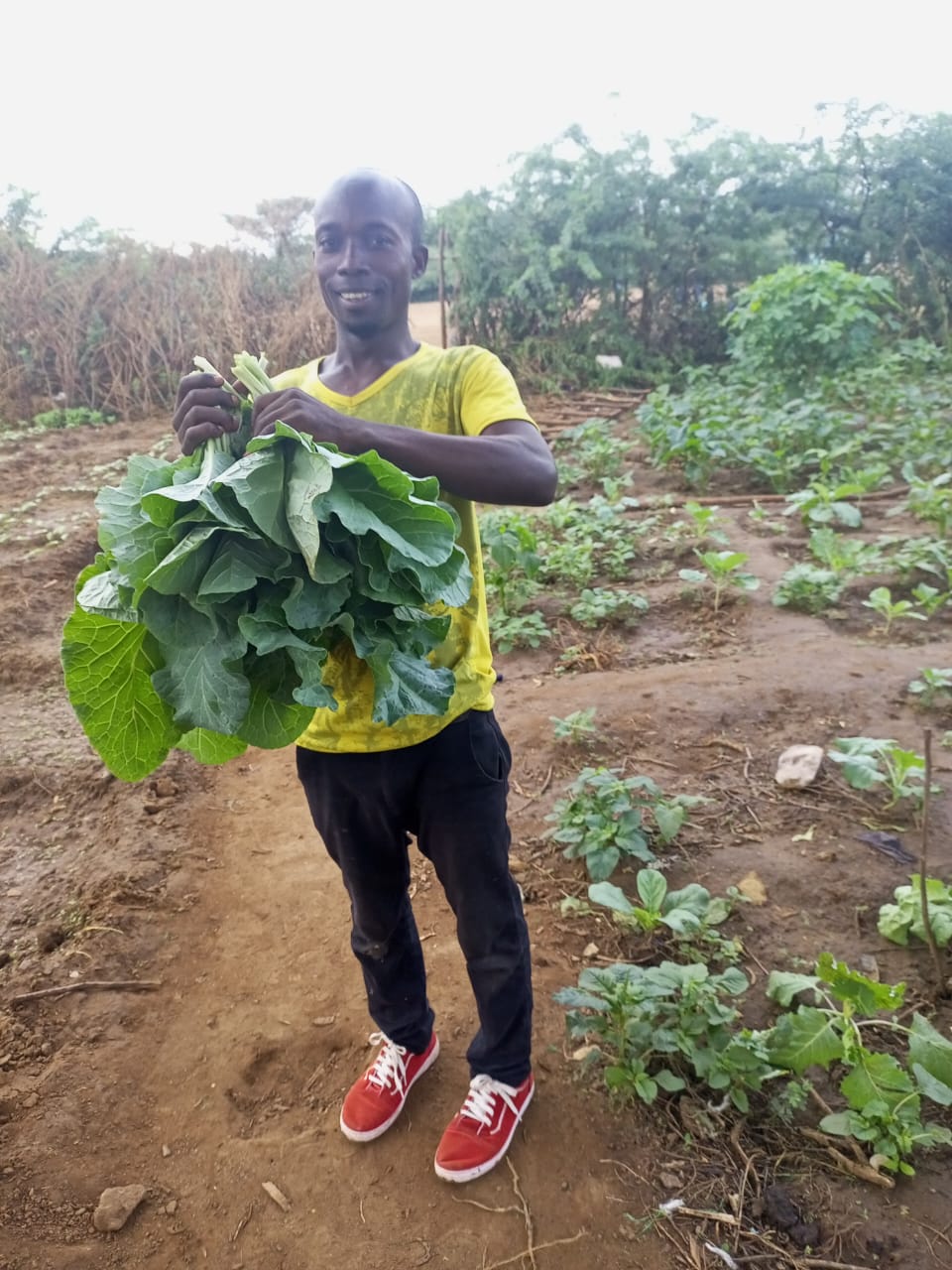 Farm field in Kakuma